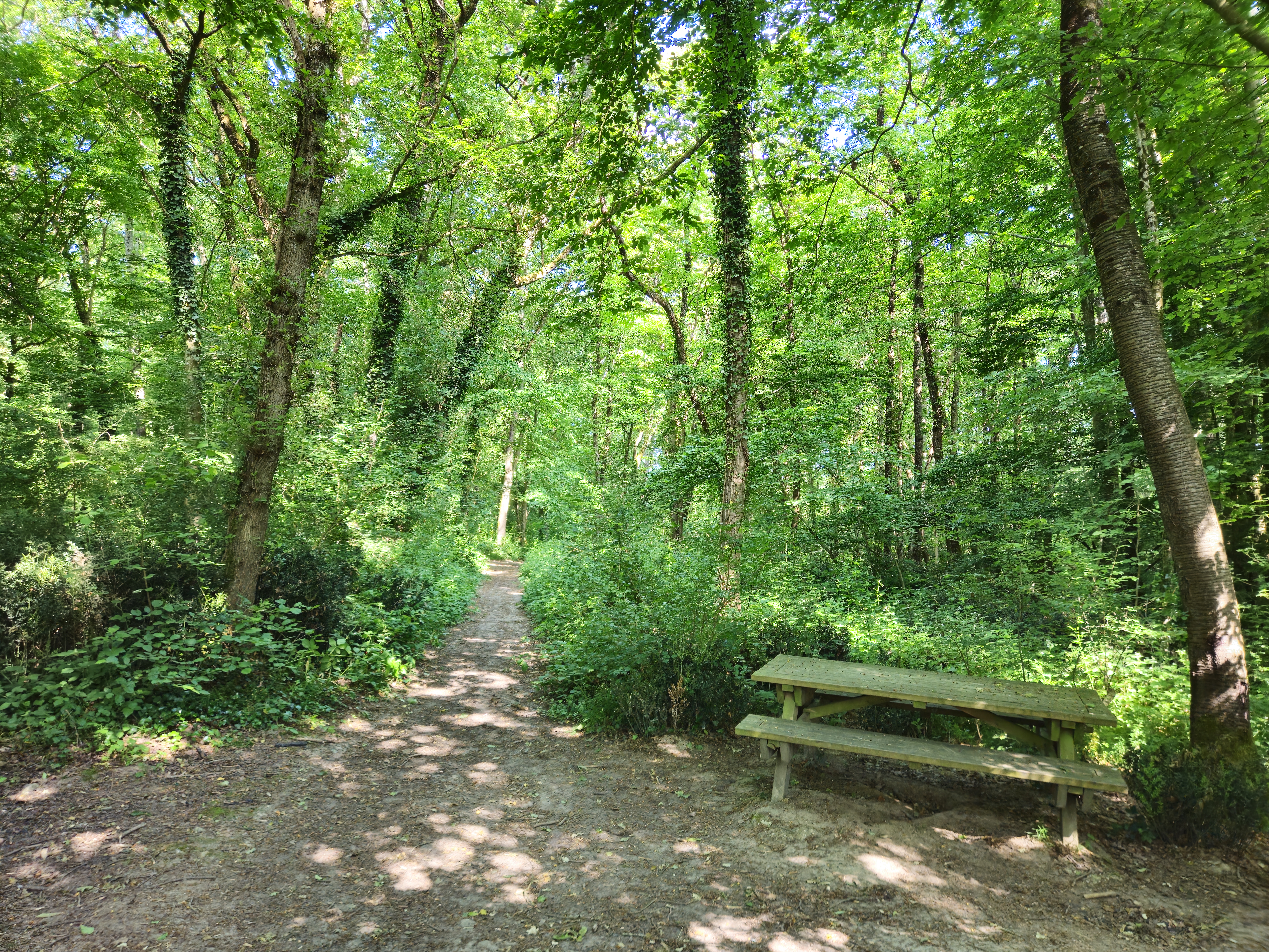 Le bois de la Rablais à Saint-Cyr-sur-Loire
