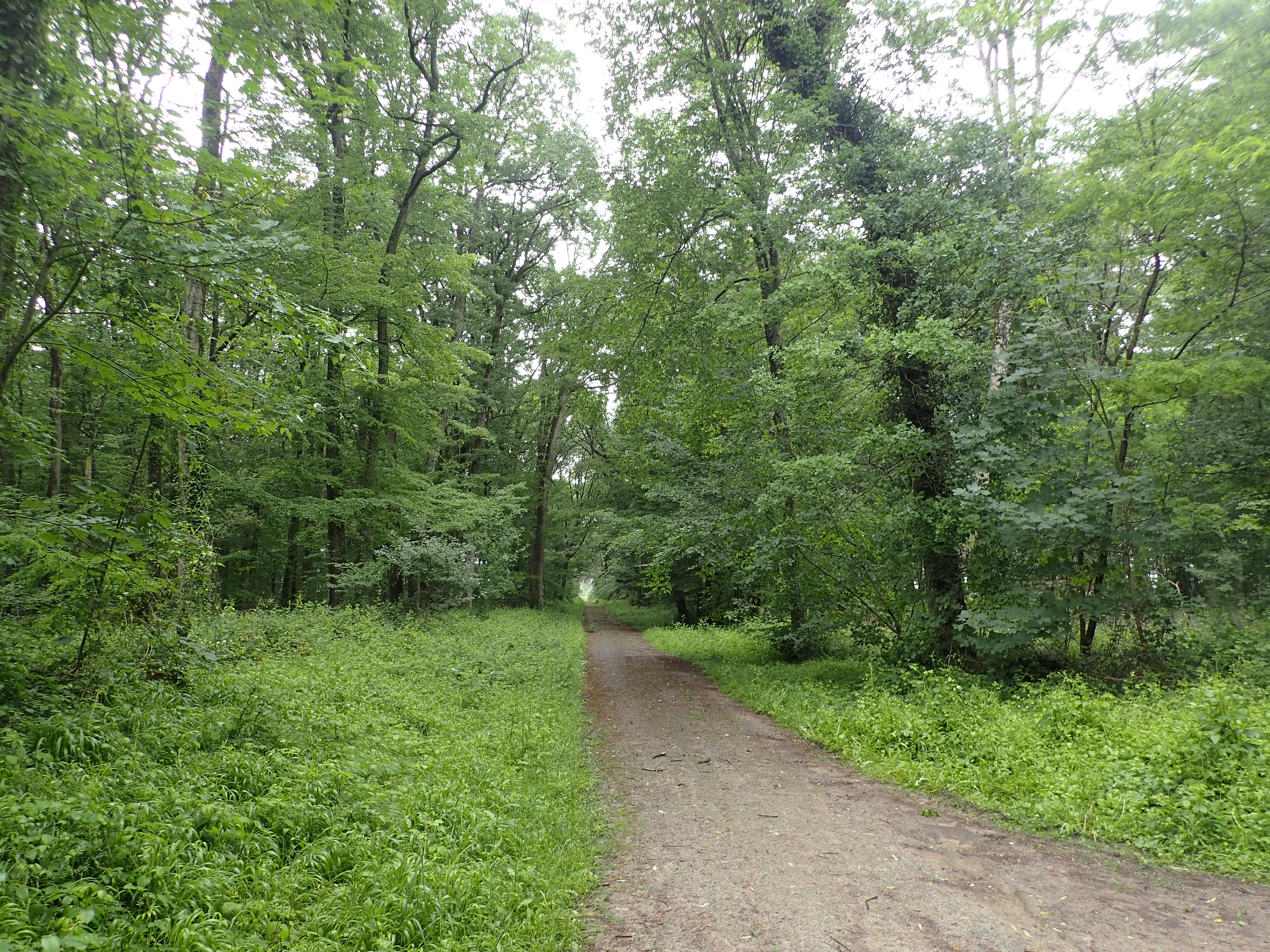 Un bois métropolitain